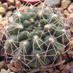 Gymnocalycium leptanthum GN1036/3655