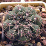 Gymnocalycium leptanthum GN95-839/2717 