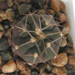 Gymnocalycium mazanense var. ferox P30A