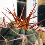 Gymnocalycium mazanense var. ferox P30A