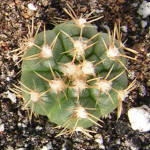 Gymnocalycium megalothelon