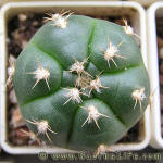 Gymnocalycium megalothelon