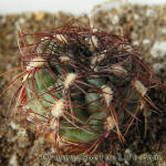 Gymnocalycium mesopotamicum P241