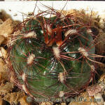 Gymnocalycium mesopotamicum P241