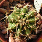 Gymnocalycium michanovichii