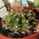 Gymnocalycium michanovichii