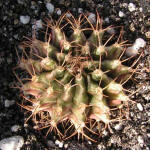 Gymnocalycium mihanovichii var. rysanekianum