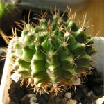 Gymnocalycium mihanovichii var. rysanekianum