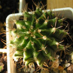 Gymnocalycium mihanovichii var. rysanekianum