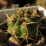 Gymnocalycium monvillei DJF369