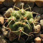 Gymnocalycium monvillei DJF369