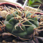 Gymnocalycium monvillei GN2708a