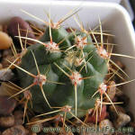 Gymnocalycium monvillei v. steineri VG04-035