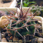 Gymnocalycium mostii ferocior STO866