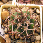 Gymnocalycium mostii ferocior STO866