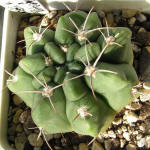 Gymnocalycium mostii kurtzianum