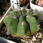 Gymnocalycium mostii kurtzianum