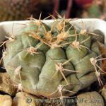 Gymnocalycium mucidum GN383-1281