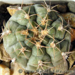 Gymnocalycium mucidum GN383-1281