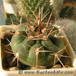 Gymnocalycium nidulans VG03-199