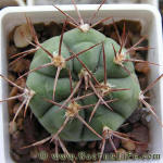 Gymnocalycium nigriareolatum v simoi P39