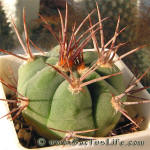 Gymnocalycium nigriareolatum v simoi P39