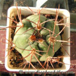 Gymnocalycium nigriareolatum v simoi P39