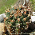 Gymnocalycium papschii GN4190