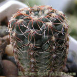 Gymnocalycium papschii GN4190