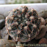 Gymnocalycium papschii GN4190