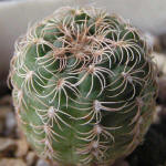 Gymnocalycium parvulum STO218-7