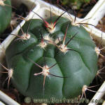 Gymnocalycium pflanzii