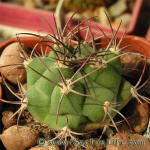 Gymnocalycium pflanzii v. argentinense JO165