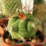 Gymnocalycium pflanzii v. argentinense JO165