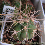 Gymnocalycium mazanense var. polycephalum P223