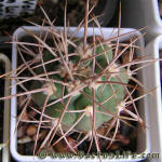 Gymnocalycium mazanense var. polycephalum P223