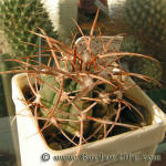 Gymnocalycium mazanense var. polycephalum P223