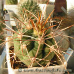 Gymnocalycium mazanense var. polycephalum P223