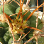 Gymnocalycium mazanense var. polycephalum P223