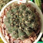 Gymnocalycium quehlianum