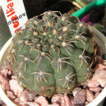 Gymnocalycium quehlianum