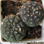 Gymnocalycium ragonesei P18