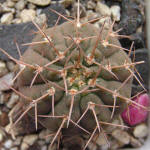 Gymnocalycium riojense v. mirandaense P222