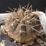 Gymnocalycium riojense v. mirandaense P222