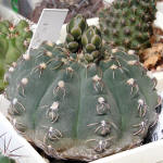 Gymnocalycium robustum GN96-747/3123