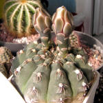 Gymnocalycium robustum GN96-747/3123