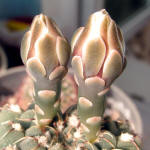 Gymnocalycium robustum GN96-747/3123