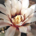 Gymnocalycium robustum GN96-747/3123