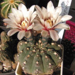 Gymnocalycium robustum GN96-747/3123