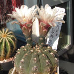 Gymnocalycium robustum GN96-747/3123